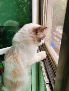 猫咪突然跑跳的原因（布偶猫突然上蹿下跳）