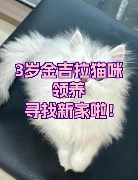 金吉拉猫体重要控制，饮食运动是关键（3岁绝育金吉拉公猫4kg）