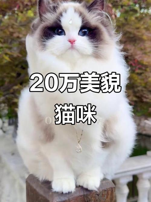 布偶猫价格差异大？赛级上万，选猫看品级和健康！（各种价位的布偶猫）