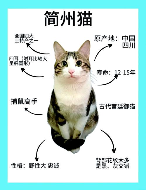 谁更胜一筹？（简州猫和布偶打架谁厉害）