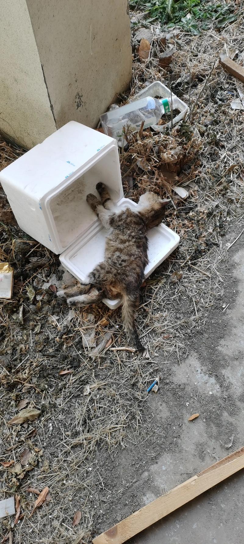 猫咪老死食欲减消瘦，主人需细心观察陪伴（老猫正常老死时候的表现有哪些）