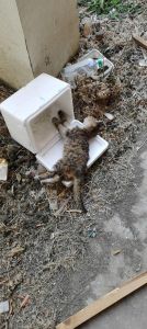 猫咪老死食欲减消瘦，主人需细心观察陪伴（老猫正常老死时候的表现有哪些）