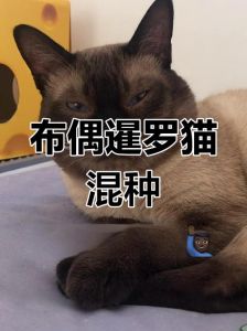 外貌基因不确定，健康风险大（暹罗猫和布偶的串串）