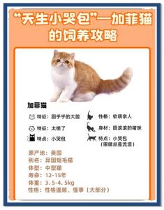忠诚看环境（加菲猫一生认几个主人）