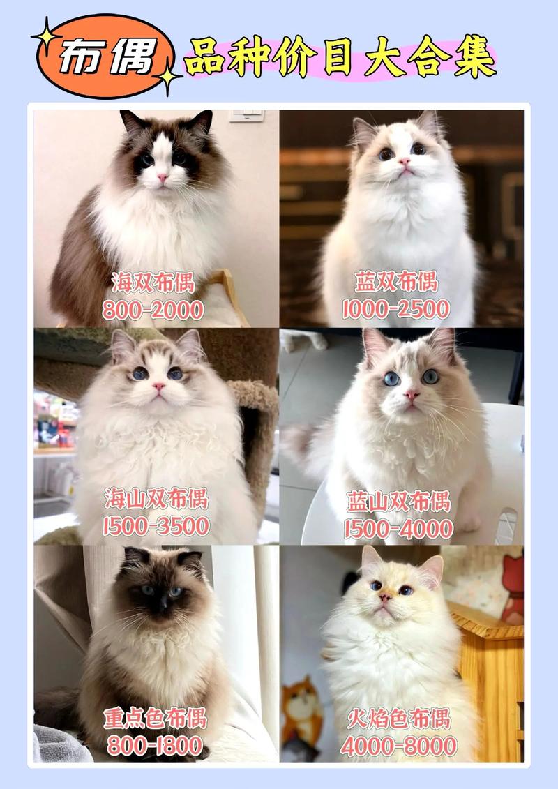 养布偶猫一个月开销弹性大，从2000元到上万不等！（养一个布偶猫一个月要多少花销）