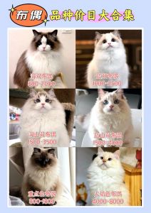 养布偶猫一个月开销弹性大，从2000元到上万不等！（养一个布偶猫一个月要多少花销）