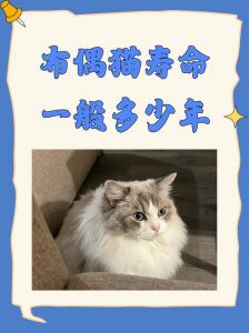 布偶猫几个月认主人？性格温顺粘人（一只布偶猫大约多久会认主人）