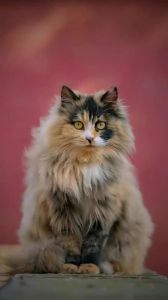 聪明三花玳瑁猫，特殊魅力待领养（玳瑁猫聪明到什么程度）
