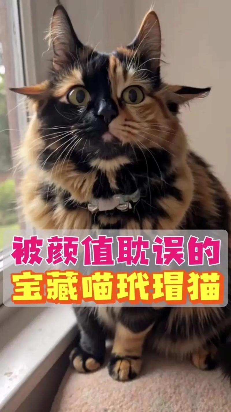 别被外表劝退，它们是宝藏！（玳瑁猫一般人压不住吗）