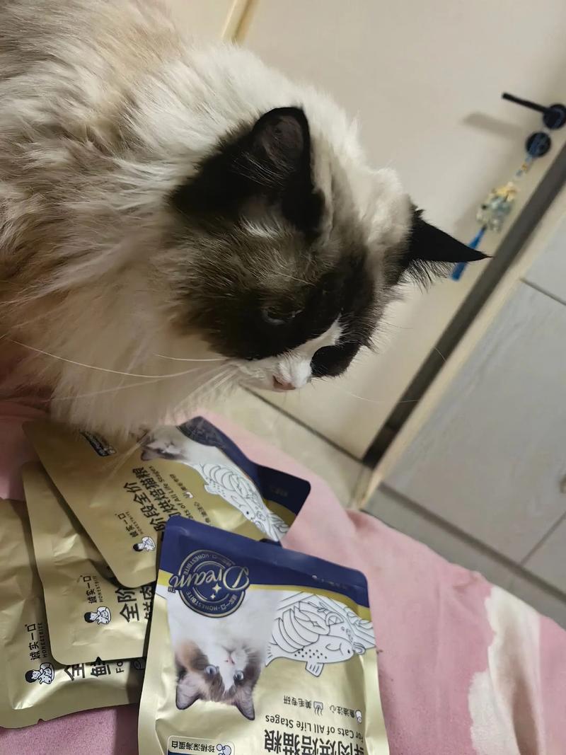 布偶猫拆家怎么办？（布偶猫拆不拆家）