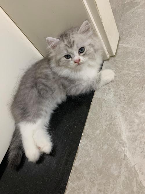 温柔粘人布偶猫，家庭好伙伴（白色布偶猫图片）