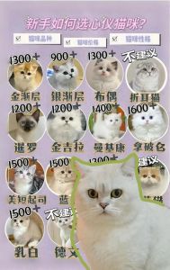 10种猫咪优缺点（十大适合家养的猫排名）
