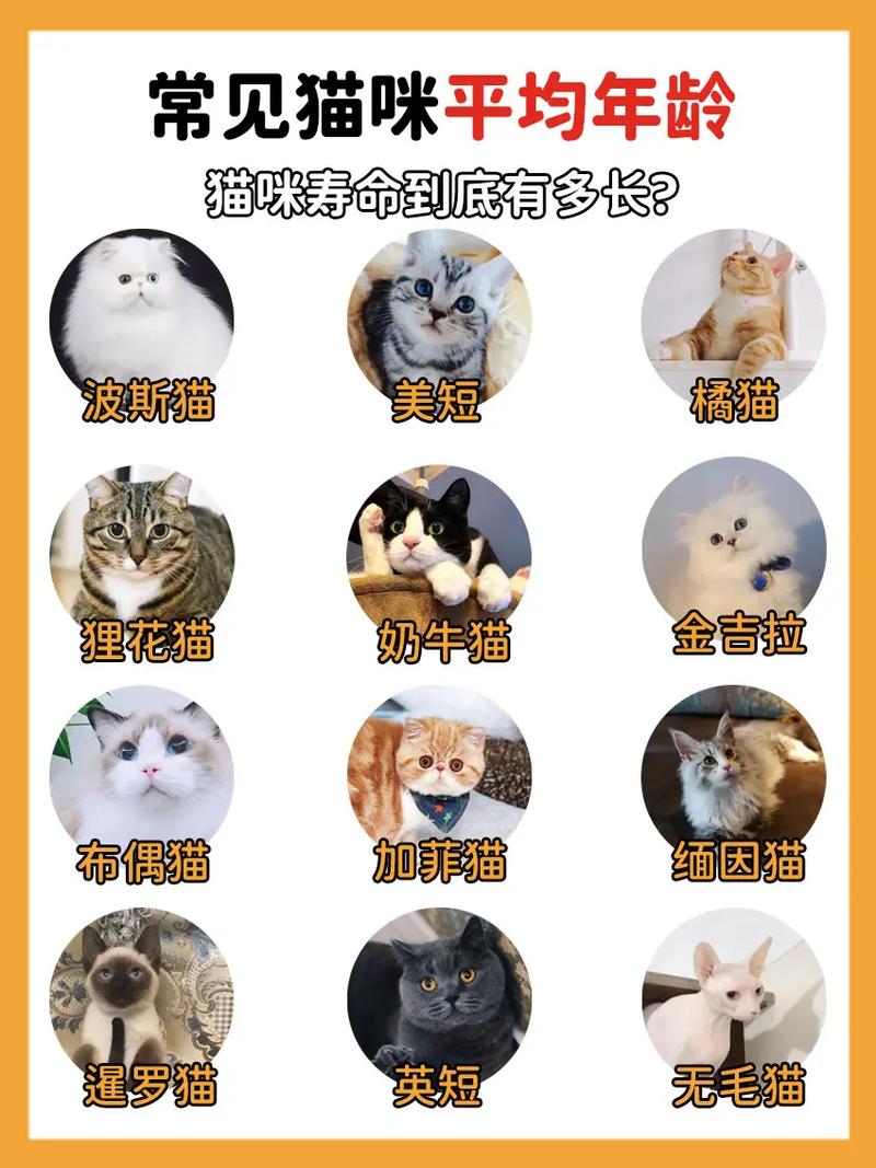 英短寿命长？科学喂养超关键！（英短猫寿命一般多少年）