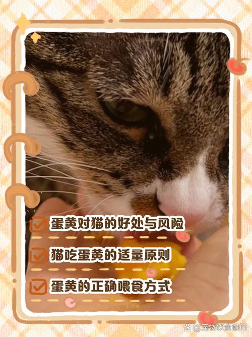 助毛发光泽促成长，但需煮熟适量（三个月小猫能吃蛋黄有什么好处）