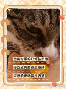 助毛发光泽促成长，但需煮熟适量（三个月小猫能吃蛋黄有什么好处）