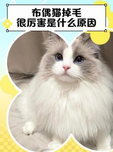 蓝布偶猫掉毛多怎么办？（蓝双布偶猫掉毛严重吗）