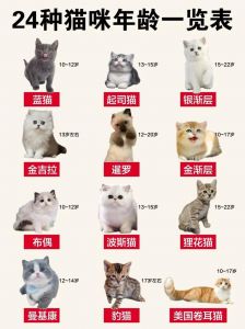 家猫寿命关爱责任助它健康长寿（猫的寿命一般是几年）