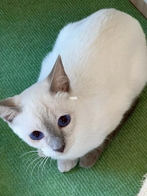 温顺粘人爱互动的淡紫暹罗猫（淡紫暹罗猫优点和缺点）