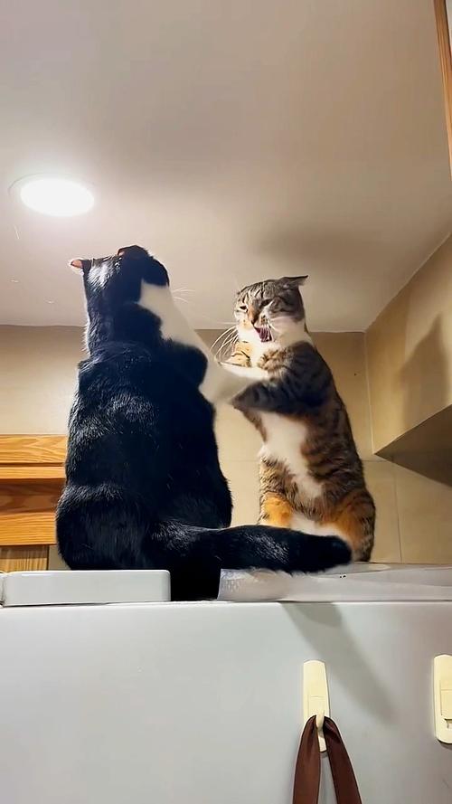 蓝猫打架因因素，从小养熟悉可减少（两只蓝猫会不会打架）