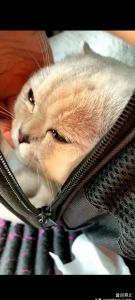 猫咪依赖主人，被弃会受创伤，请给关爱与耐心（猫知道自己被遗弃了吗）