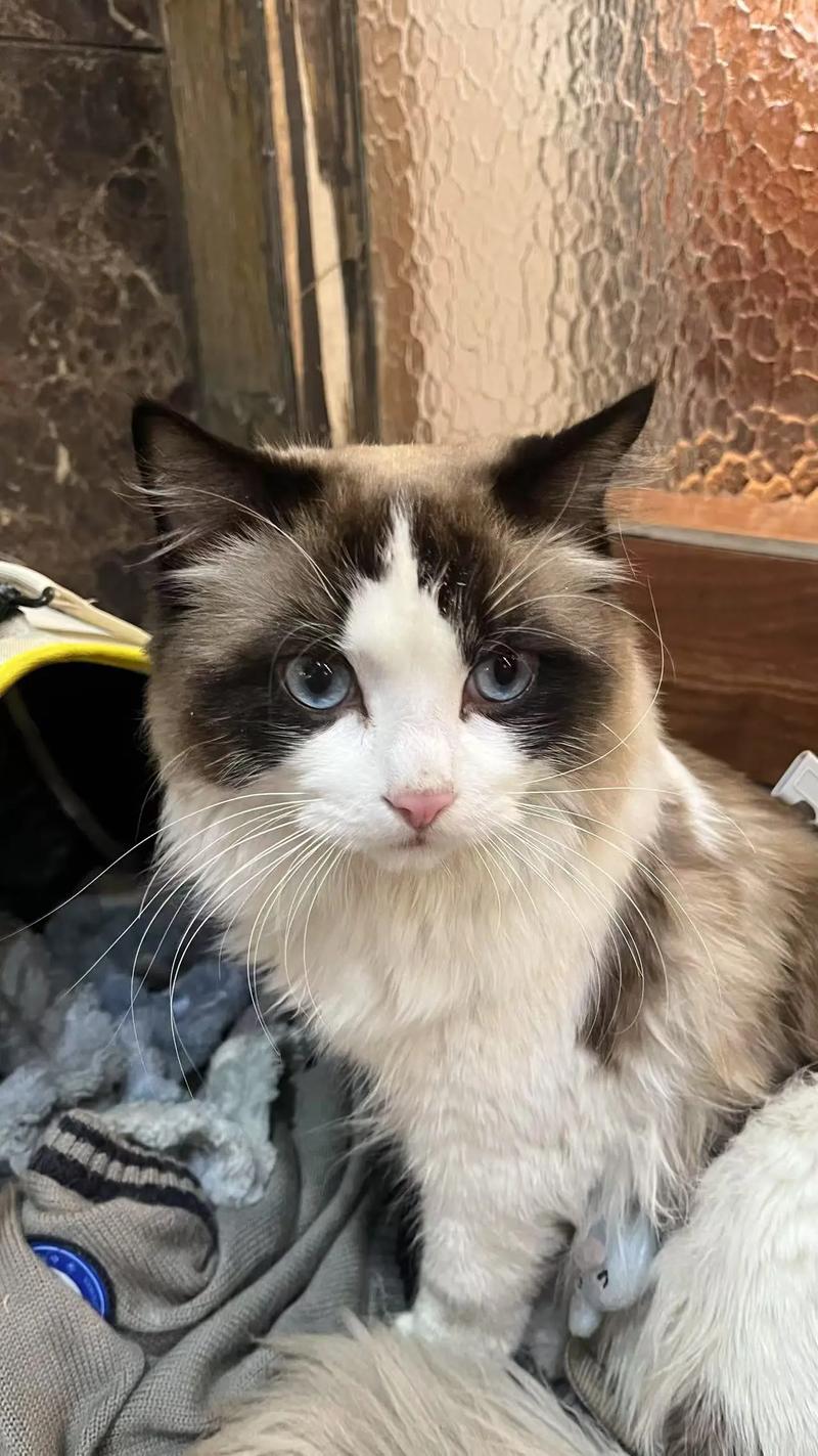 布偶猫耳朵发黑怎么办？（耳朵特别黑的布偶猫是什么）