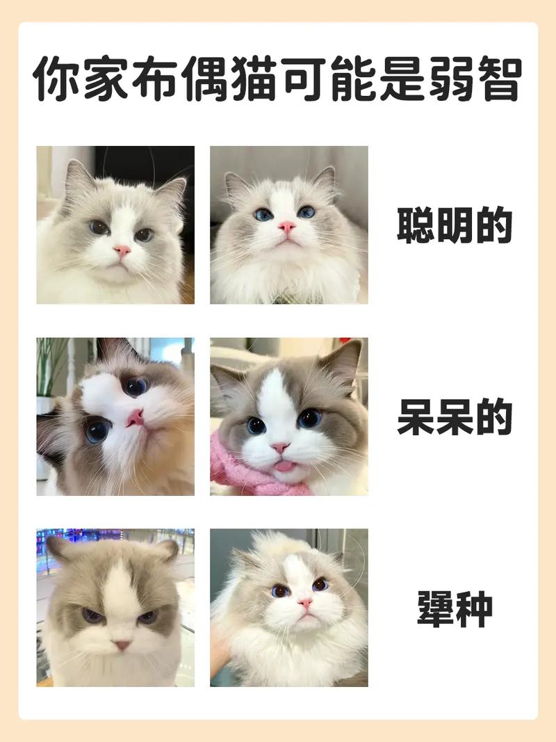 布偶猫胆小怎么办？耐心引导是关键（布偶猫胆子为什么那么小）