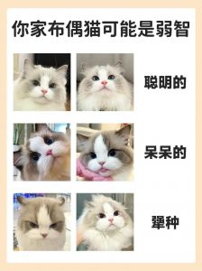 布偶猫胆小怎么办？耐心引导是关键（布偶猫胆子为什么那么小）
