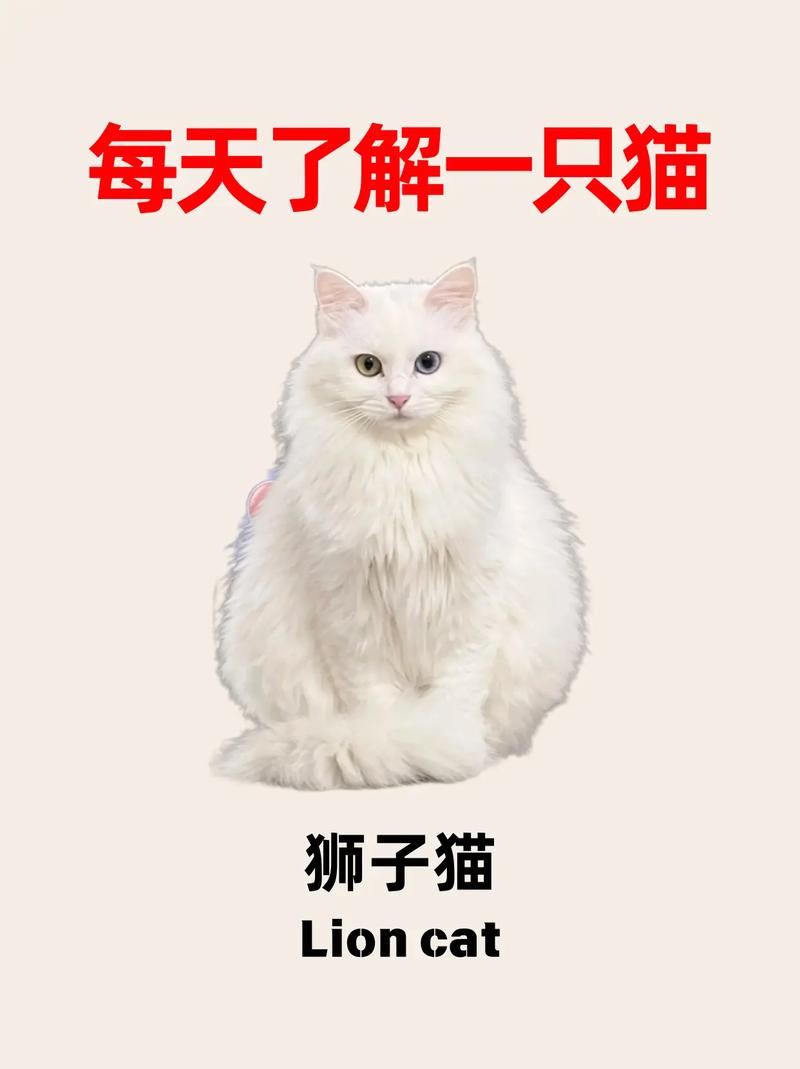 养猫没耐心？耐心引导小狮子猫！（狮子猫怎么养脾气才好）