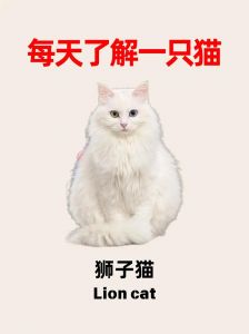 聪明忠诚山东狮子猫，独立友善易适应，保护本土品种，领养是选择（狮子猫的智力水平）