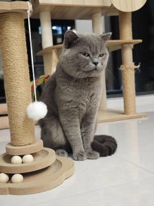圆脸绒毛，好养又优雅（英短猫长啥样）