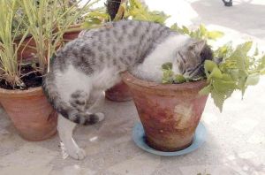猫薄荷虽好，但别让猫上瘾，科学使用更安全（猫薄荷为何尽量少吃）