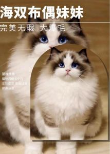 布偶猫贵 三花猫便宜 选猫不只看价格（布偶三花猫多少钱一只）