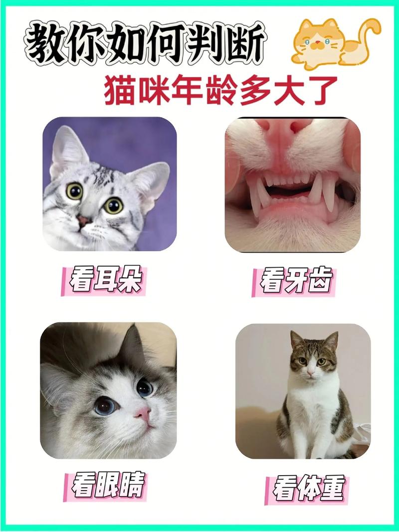 12岁后需特别呵护（猫养几年算老猫）