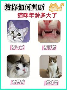 12岁后需特别呵护（猫养几年算老猫）