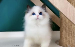 颜值与健康的和谐（开脸不正的布偶猫照片）