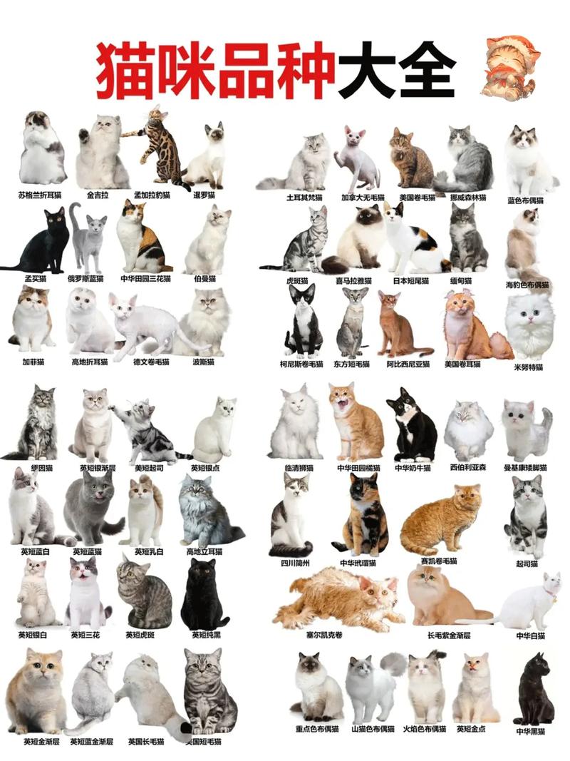 布偶居首，临清缅因等也超美！（最可爱漂亮的猫排行榜）