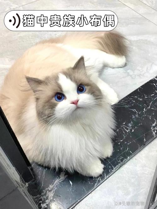 颜色性格大不同，爱猫无分别（海双猫图片）