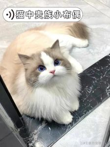 颜色性格大不同，爱猫无分别（海双猫图片）