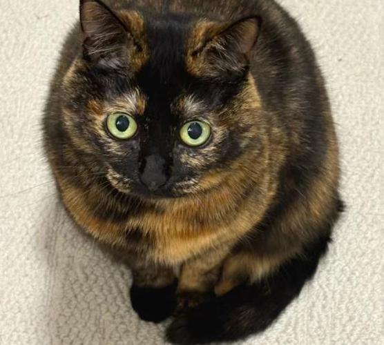 并非一生只认主（玳瑁猫一生认几个主人）