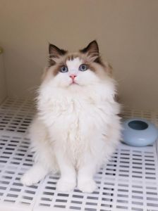 颜值高又温柔，暖心小宝贝（布偶猫颜值最高猫）