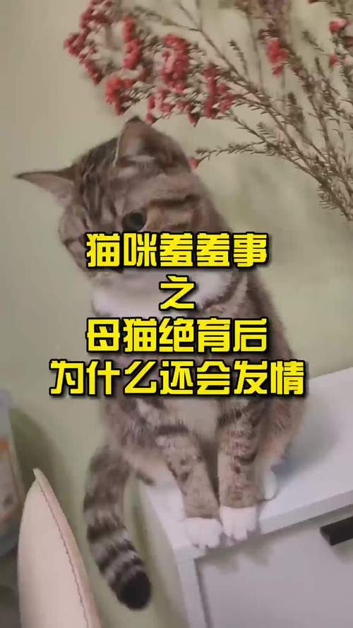 母猫初情不宜配种，待二发情再考虑，不想要可绝育（母猫第一次发情要配吗）