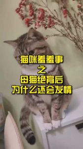 母猫初情不宜配种，待二发情再考虑，不想要可绝育（母猫第一次发情要配吗）