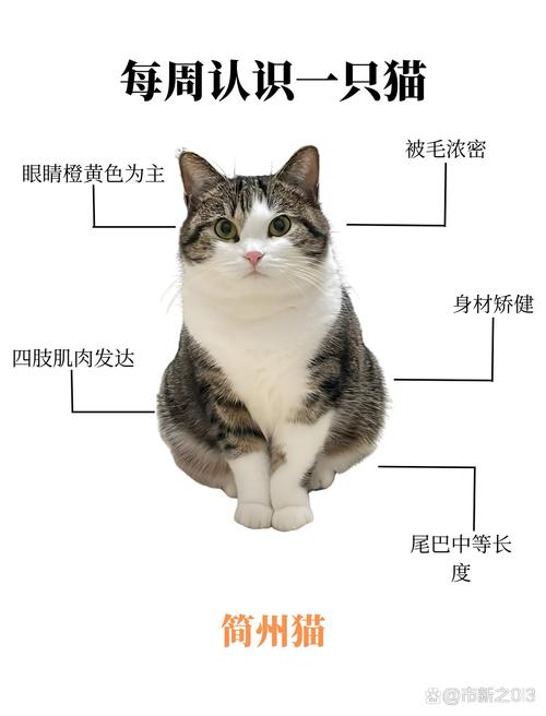 简州猫与狸花猫如何区分？（简州猫和狸花猫的区别图片）