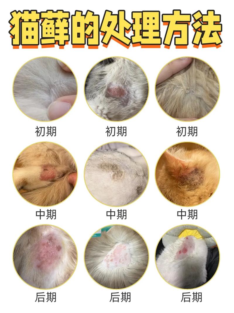 脱毛红痒要当心，及时就医防传染（猫癣是什么样的图片）