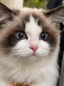 颜值高性格好伴侣宠（布偶猫照片大全图片）