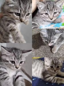 串串与品种猫怎么选？（猫串串最不值钱的颜色）