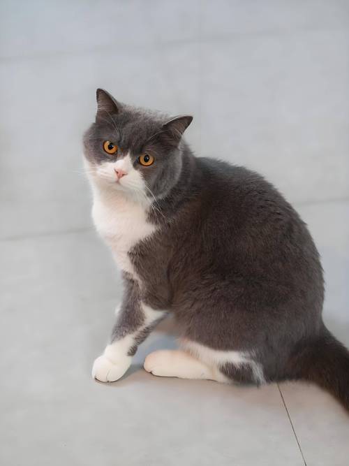 英短猫咪品种多，各有特色受喜爱（猫咪英短品种）