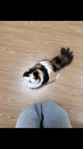 特殊照顾的小可爱（三花矮脚猫是什么猫）