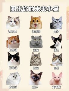 缅因猫温柔波斯猫优雅异国短毛猫实用，总有一款适合你！（十大口碑最好的猫）