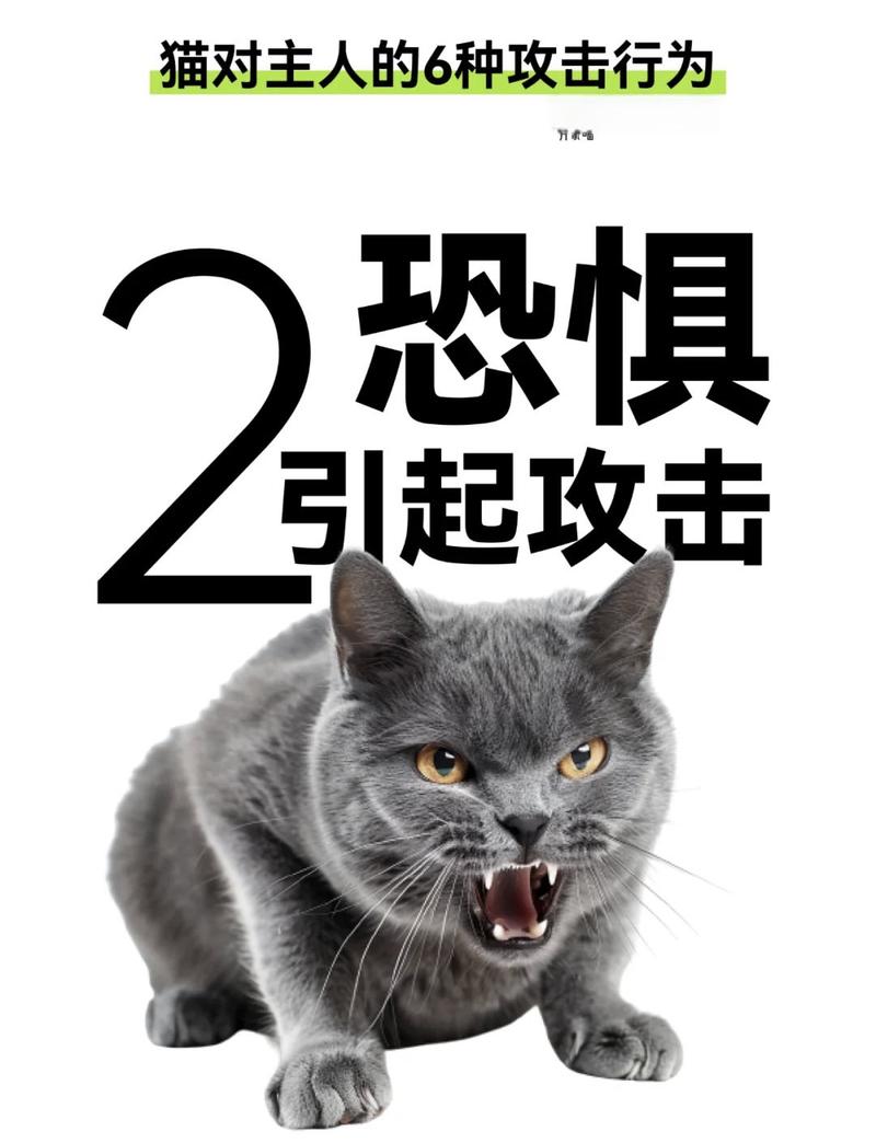 猫咪攻击人原因及应对方法（宠物猫为什么攻击人）
